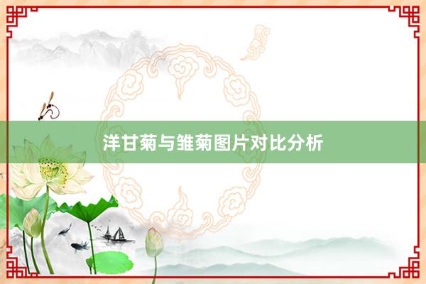 洋甘菊与雏菊图片对比分析
